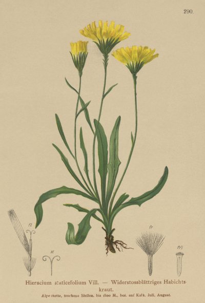Paraplymjölkört (Hieracium staticefolium, Hieracium staticifolium, Tolpis staticifolia, Chlorocrepis staticifolium, Chlorocrepis staticifolia) av German School