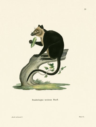 Ursine trädkänguru av German School