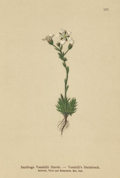 Vandellis Saxifrage (Saxifraga Vandellii) av German School