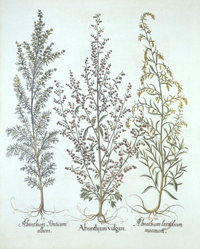 Variationer av malört, från Hortus Eystettensis, av Basil Besler (1561-1629), pub. 1613 (handfärgad gravyr) av German School