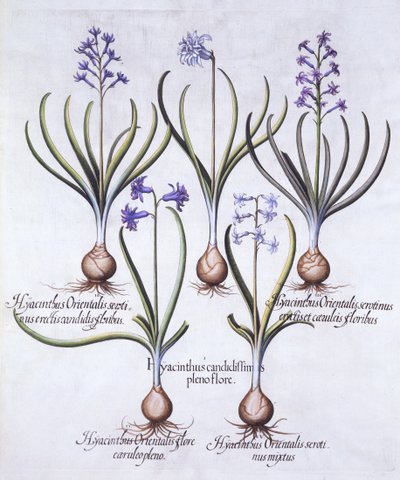 Variationer av hyacint med glödlampa, från Hortus Eystettensis, av Basil Besler (1561-1629), pub. 1613 (handfärgad gravyr) av German School