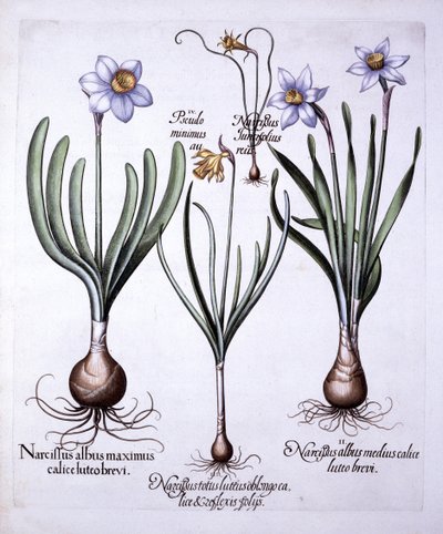 Diverse Narcissi, från Hortus Eystettensis, av Basil Besler (1561-1629), pub. 1613 (handfärgad gravyr) av German School