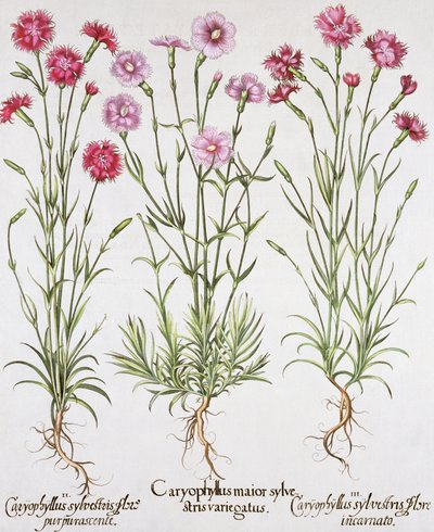 Olika varianter av Dianthus, från Hortus Eystettensis av Basil Besler (1561-1629), pub. 1613 (handfärgad gravyr) av German School
