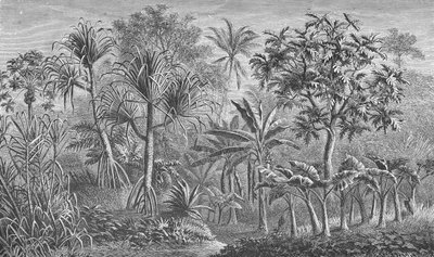 Vegetation i Indien av German School