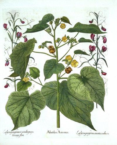 Velvetleaf and Sweet Peas, från Hortus Eystettensis, av Basil Besler (1561-1629), pub. 1613 (handfärgad gravyr) av German School