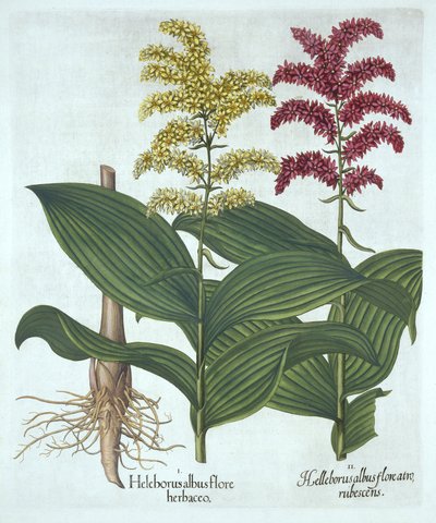 Veratrum, ur "Hortus Eystettensis", av Basil Besler av German School