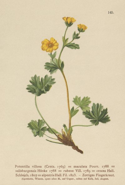 Villous Cinquefoil (Potentilla villosa, Potentilla maculata, Potentilla rubens, Potentilla crocea, Potentilla alpestris, Potentilla salisburgensis) av German School