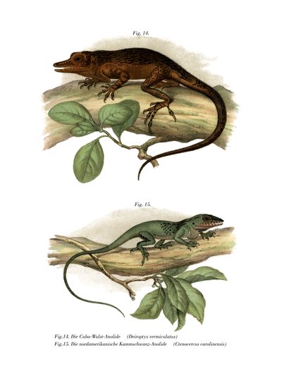 Vinales Anole (färg litho) av German School