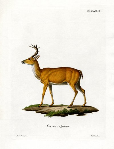 Virginian Deer (färgad gravyr) av German School