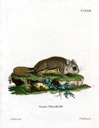 Virginian Flying Squirrel (färgad gravyr) av German School