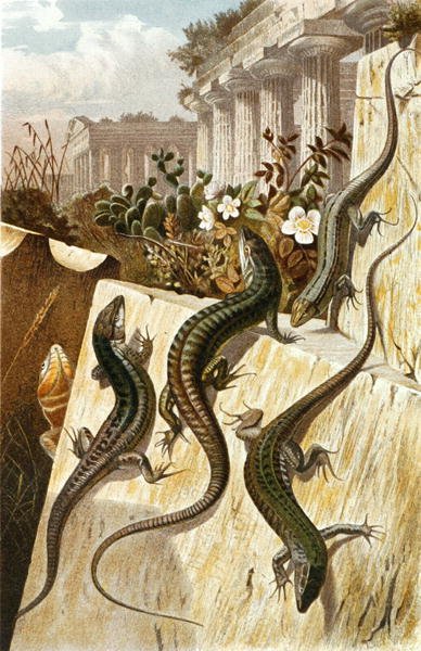 Väggödla, tallrik från "Brehms Tierleben: Allgemeine Kunde des Tierreichs", vol.7, s.151, utgiven av Bibliographisches Institut av German School