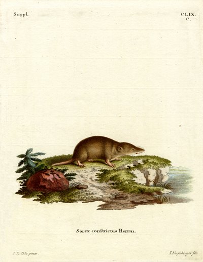 Water Shrew (färgad gravyr) av German School