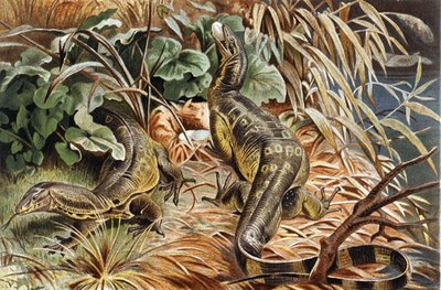 Vattenvaktsödla, tallrik från "Brehms Tierleben> Allgemeine Kunde des Tierreichs", vol.7, s.117, utgiven av Bibliographisches Institut av German School