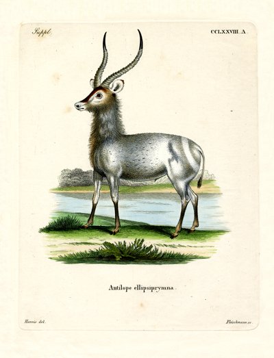 Waterbuck (färgad gravyr) av German School