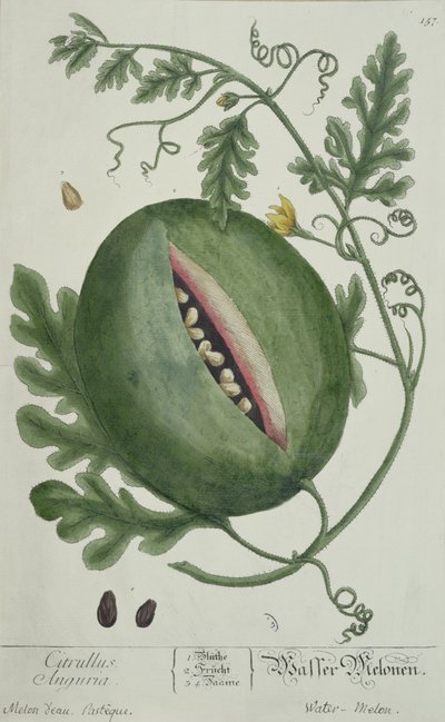Watermelon, från A Curious Herbal, tysk upplaga, publicerad 1757 av German School