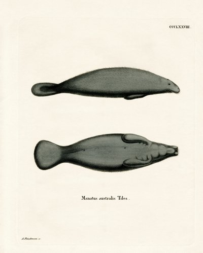West Indian Manatee (färgad gravyr) av German School