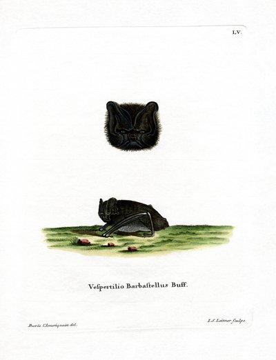 Western Barbastelle (färgad gravyr) av German School