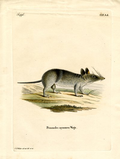 Western Barred Bandicoot (färgad gravyr) av German School