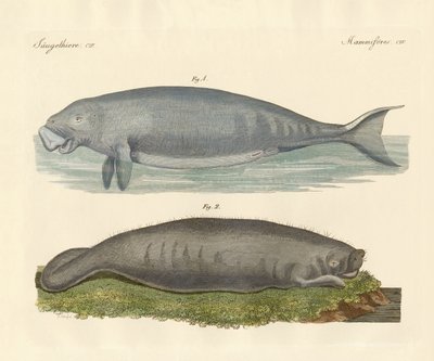 Valliknande djur (färgad gravyr) av German School