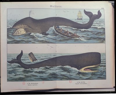 Whaling and Kaskelot, från Natural History of Mammals (1861) av Gotthelf Heinrich von Schubert (1780-1860), publicerad i Stuttgart, 1886 (färgstick) av German School