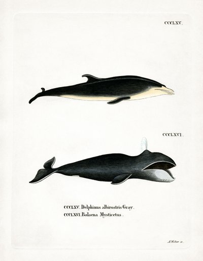 Vitnäbbad delfin (färgad gravyr) av German School
