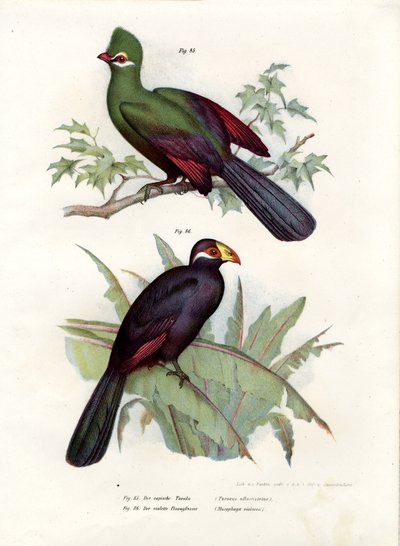 Vitkrönad Turaco, 1864 av German School