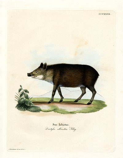 Vitläppad peccary (färgad gravyr) av German School