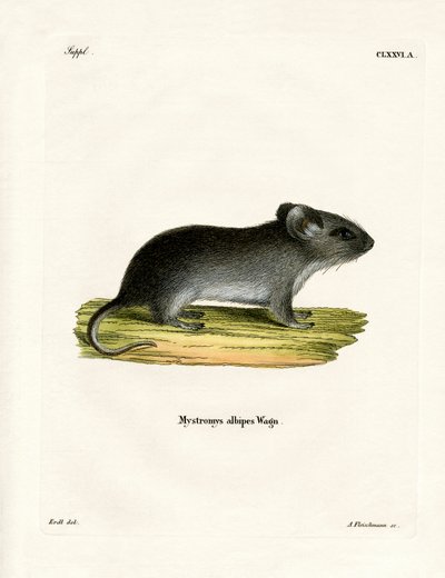 Vitsvansmus (färgad gravyr) av German School