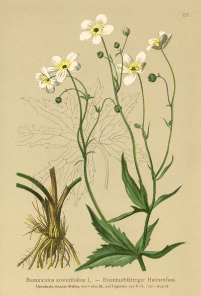 Vita Bachelors-knappar (Ranunculus aconitifolius) av German School