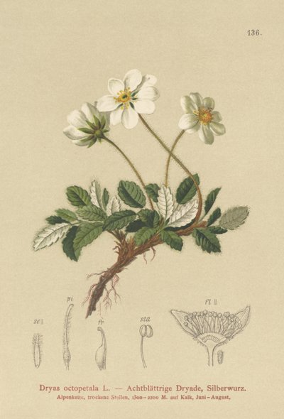 Vita dryas av German School