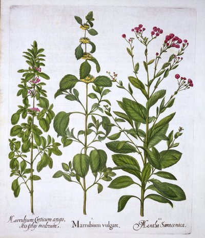 White Horehound, Horehound och Mint, från Hortus Eystettensis, av Basil Besler (1561-1629), pub. 1613 (handfärgad gravyr) av German School