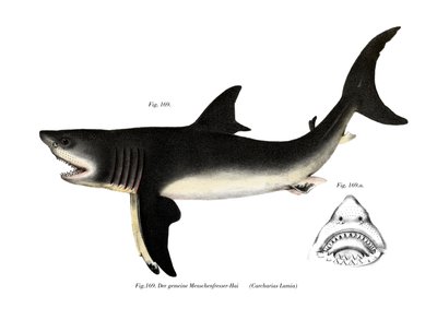 White Shark (färg litho) av German School