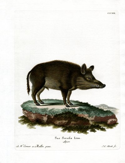Vildsvin (färgad gravyr) av German School