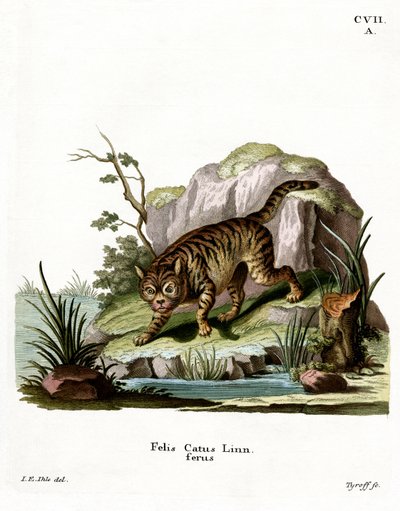 Wildcat (färgad gravyr) av German School