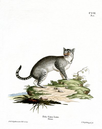 Wildcat (färgad gravyr) av German School