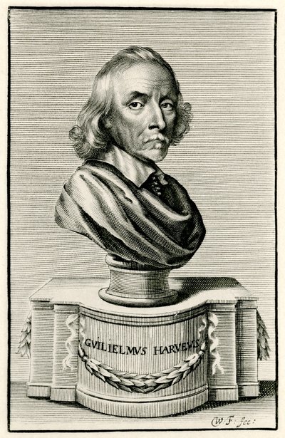 William Harvey av German School