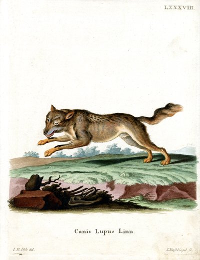 Wolf (färgad gravyr) av German School