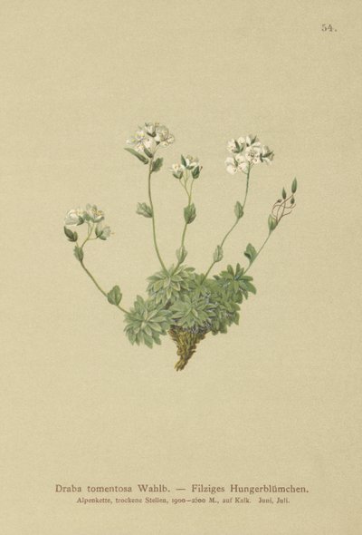Wolley Whitlow-grass (Draba tomentosa) av German School