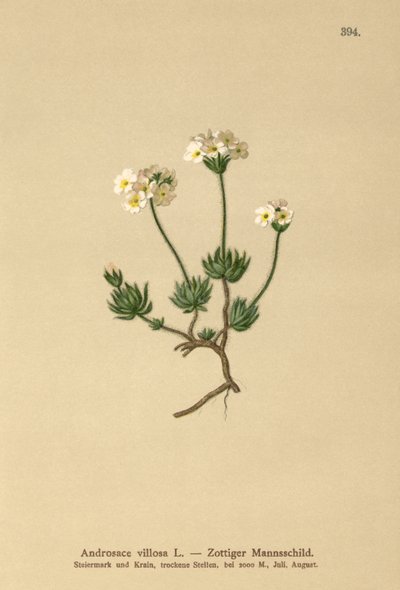 Wolly Rock Jasmine (Androsace villosa) av German School