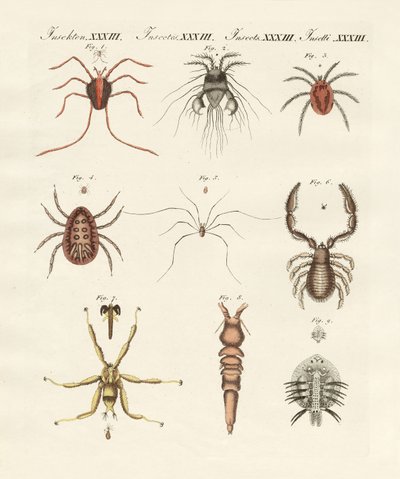 Underbara insekter (färgad gravyr) av German School