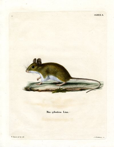 Wood Mouse (färgad gravyr) av German School