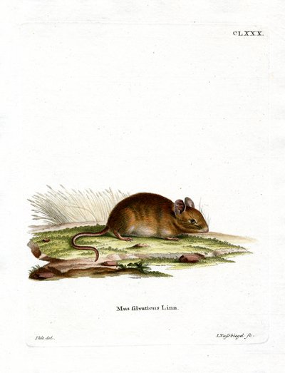 Wood Mouse (färgad gravyr) av German School