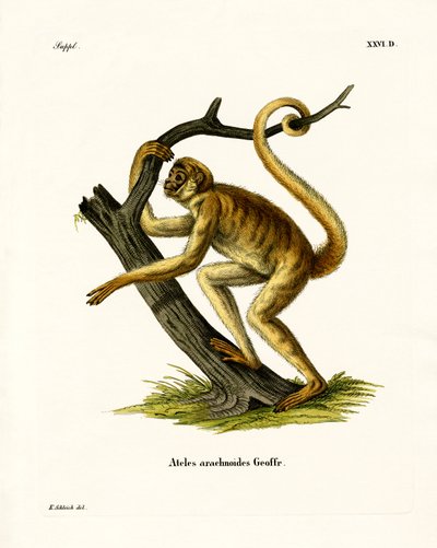 Woolly Spider Monkey (färgad gravyr) av German School