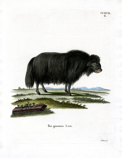 Yak (färgad gravyr) av German School