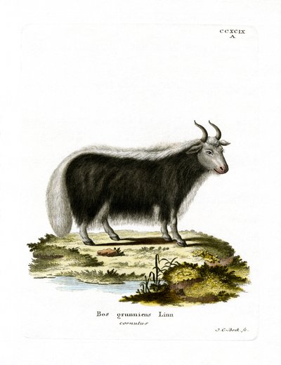 Yak (färgad gravyr) av German School