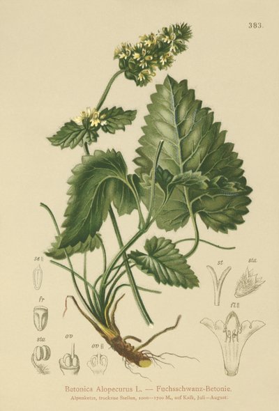 Gul Betony (Betonica Alopecurus, Stachys alopecuros) av German School