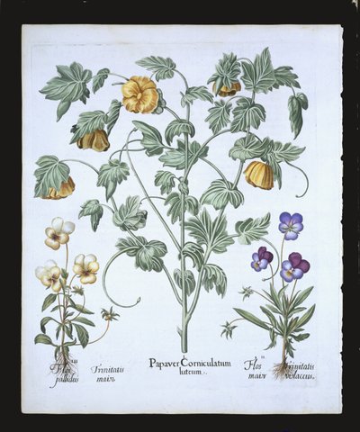 Yellow Horned Poppy, från Hortus Eystettensis av Basil Besler (1561-1629), pub. 1613 (handfärgad gravyr) av German School