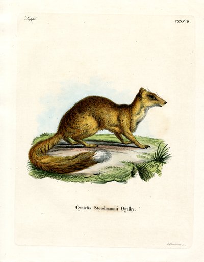 Yellow Mongoose (färgad gravyr) av German School