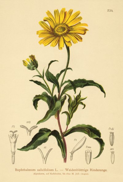 Gult oxöga (Buphthalmum salicifolium) av German School