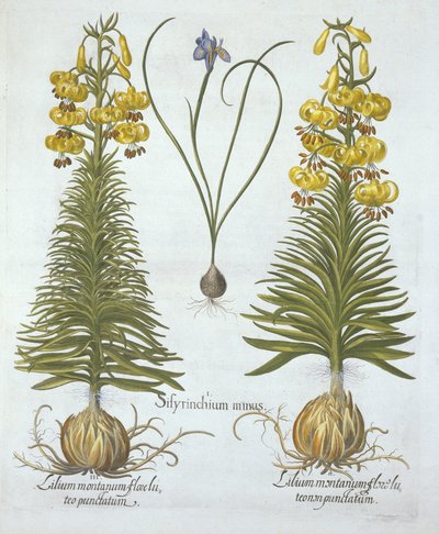 Gul Turkscap lilja med glödlampa och dvärg blåögt gräs, från Hortus Eystettensis, av Basil Besler (1561-1629), pub. 1613 (handfärgad gravyr) av German School